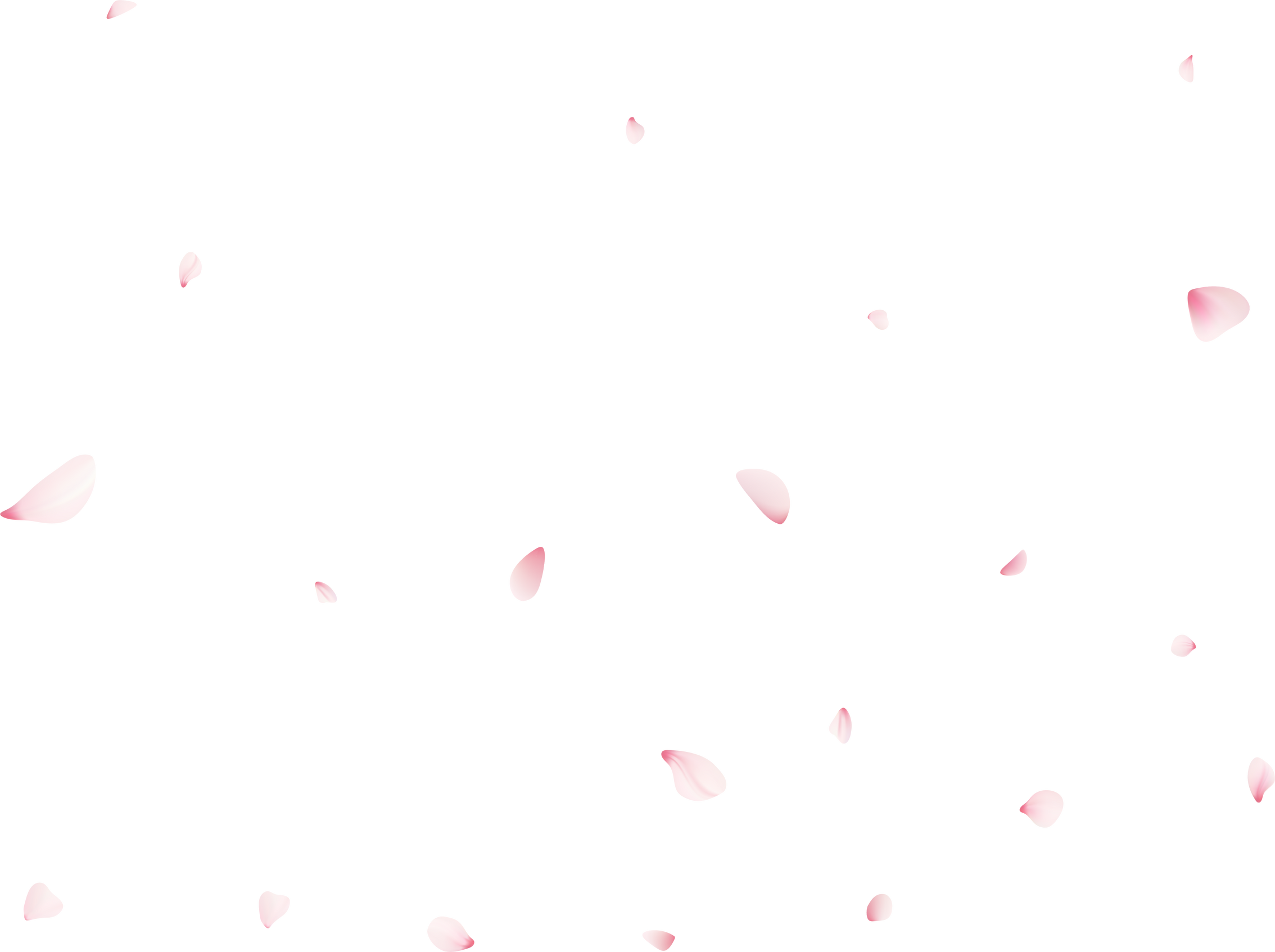 Falling Cherrty Petals