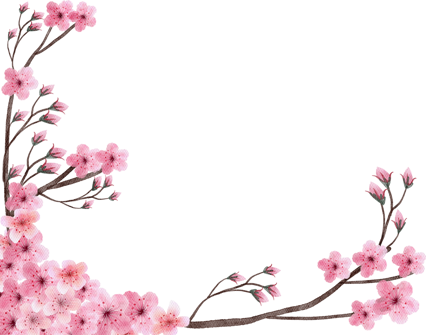 Cherry blossoms watercolor painted