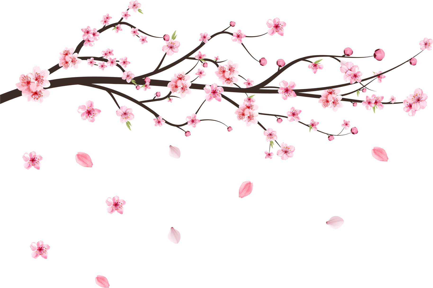 Japanese Cherry blossom vector. Cherry blossom leaves falling. Realistic cherry blossom branch. Pink Sakura flower falling. Sakura branch with pink watercolor flower. Watercolor cherry flower vector