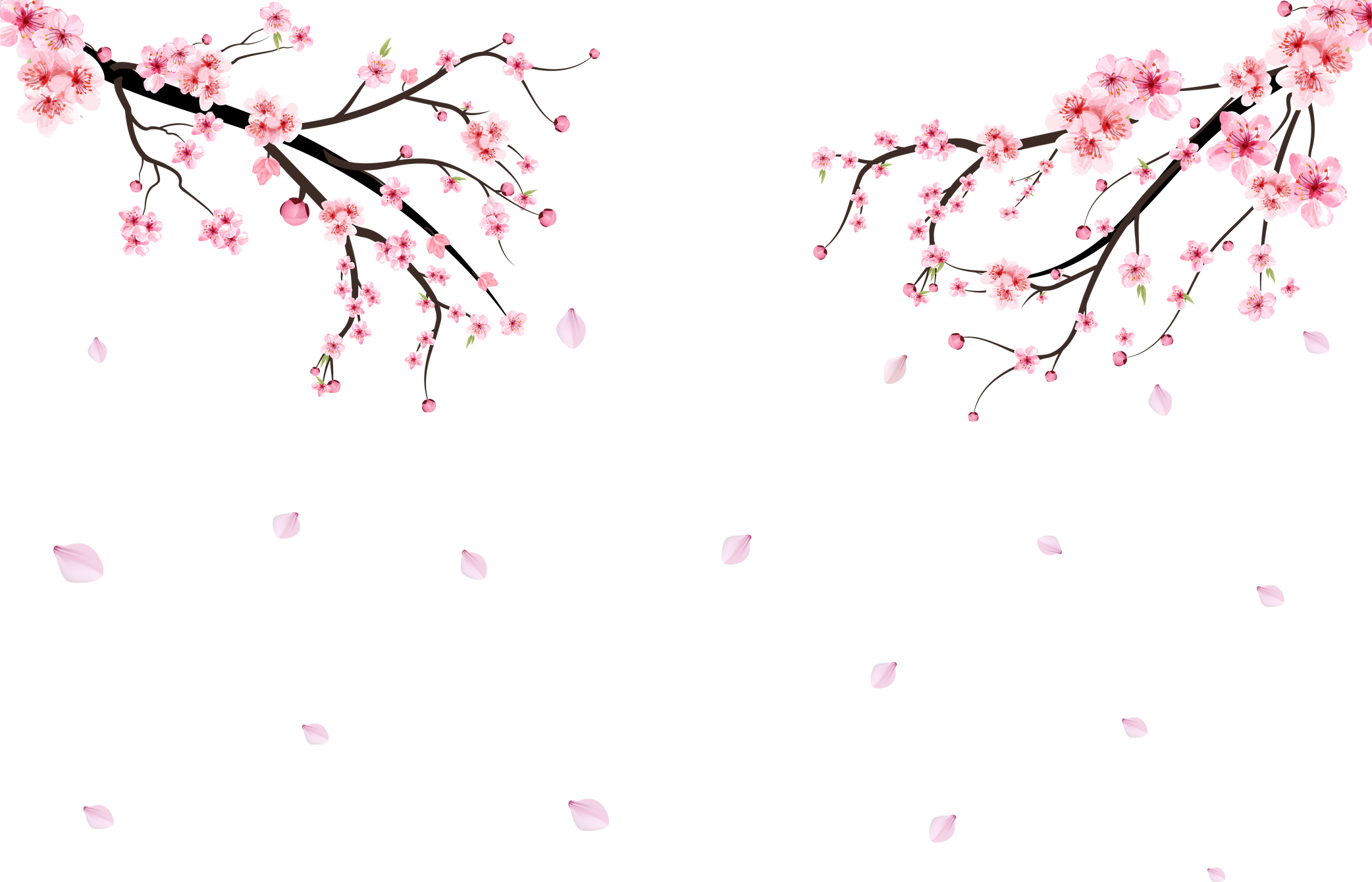 Realistic watercolor cherry flower vector. Cherry blossom branch with blooming Sakura flower. Cherry blossom branch with Sakura. Watercolor flower. Sakura branch vector on white background.